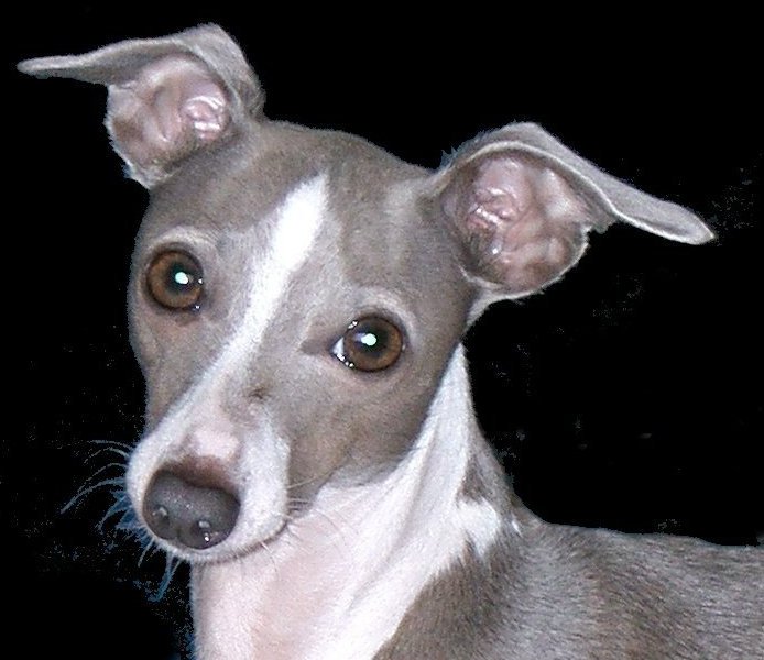 Italian Greyhound introduction