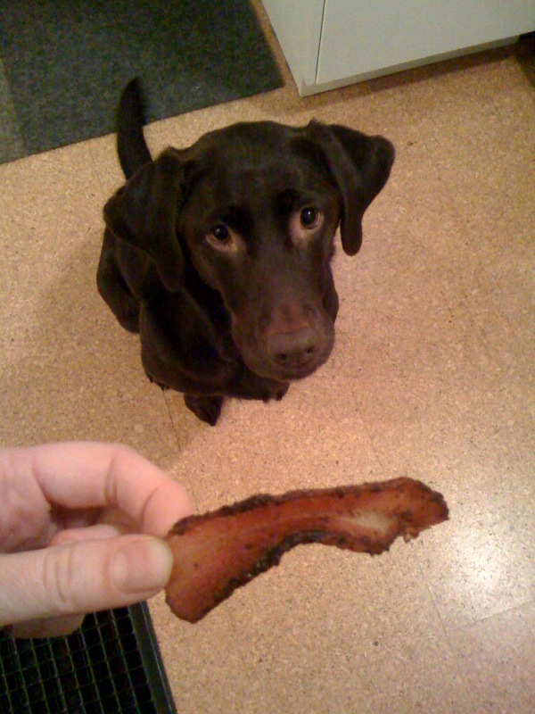 Bacon Flavored Dog Biscuit Recipe