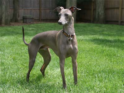 italian greyhound facts