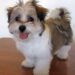 Maltese shih tzu dog