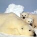 polar bear cubs