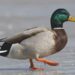 Mallard duck introduction