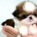 Shih Tzu Puppies