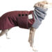 Italian Greyhound Clothes