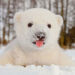 baby polar bear playing